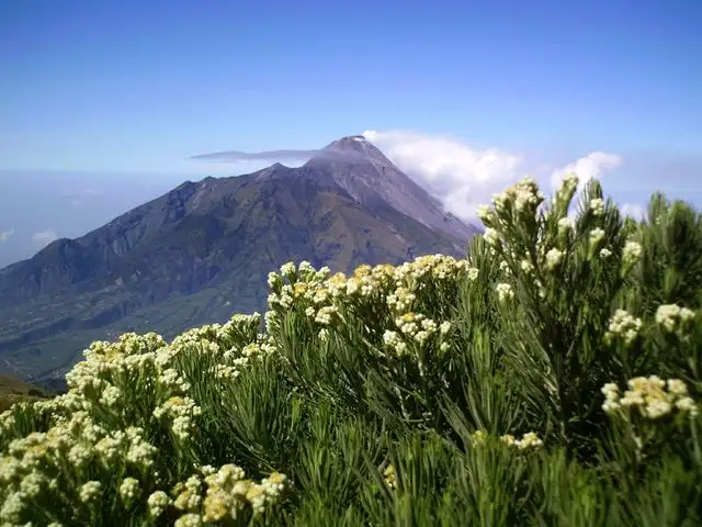 Edelweiss: