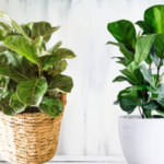 Fiddle Leaf Fig: