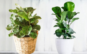 Fiddle Leaf Fig: 
