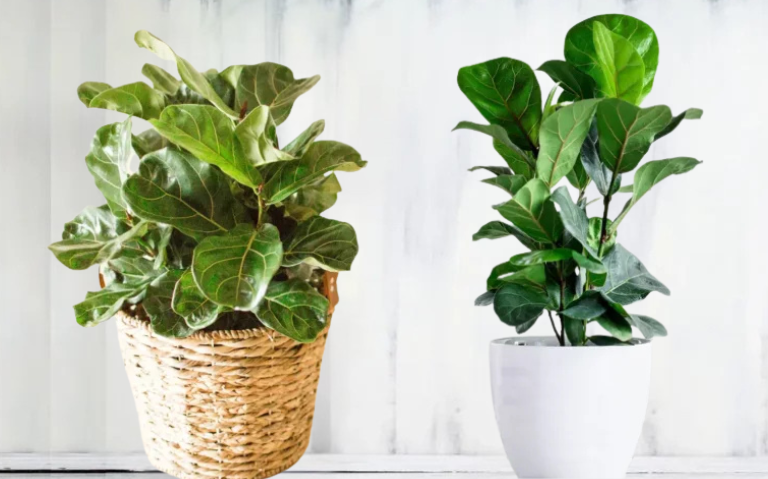 Fiddle Leaf Fig: Tanaman Hias Ikonik yang Sedang Tren di Inggris
