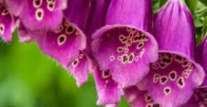 Foxglove: