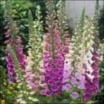 Foxglove: