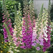 Foxglove: