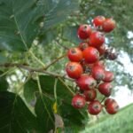 Whitebeam: