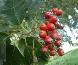 Whitebeam: 