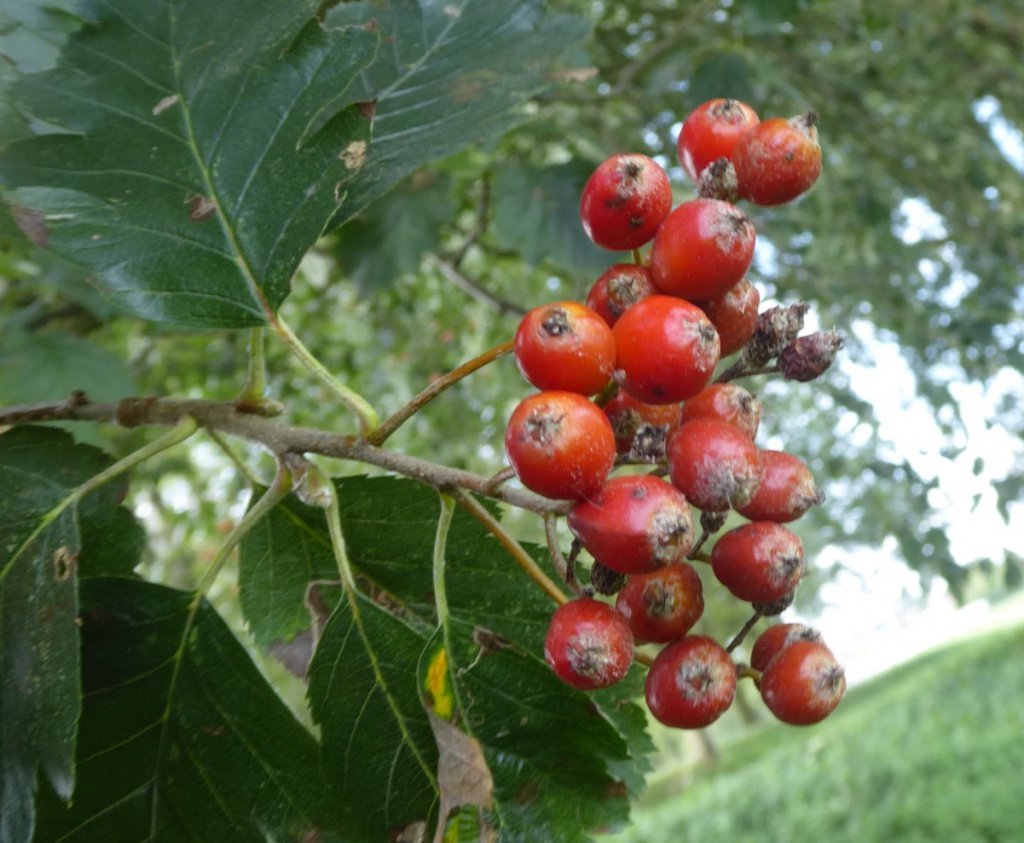 Whitebeam: Pohon Jalanan Eropa dengan Buah untuk Pakan